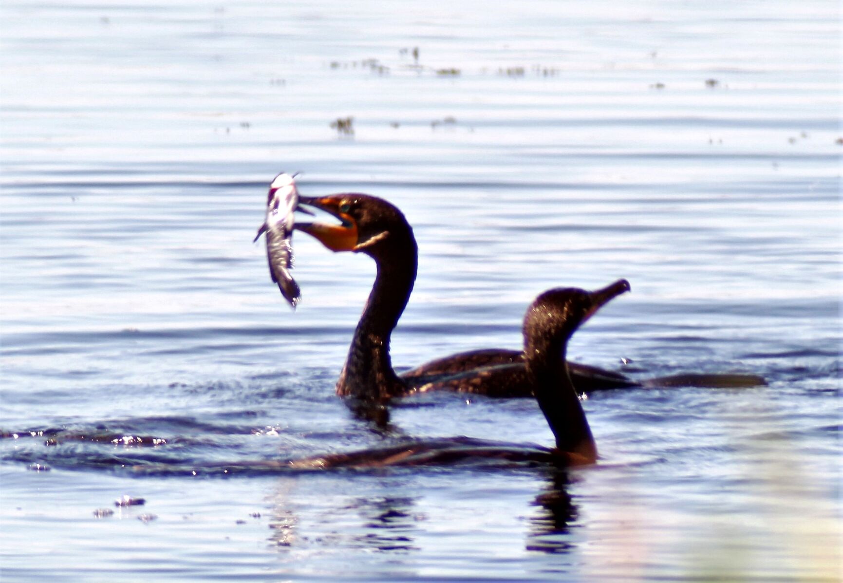 Cormorant fishing